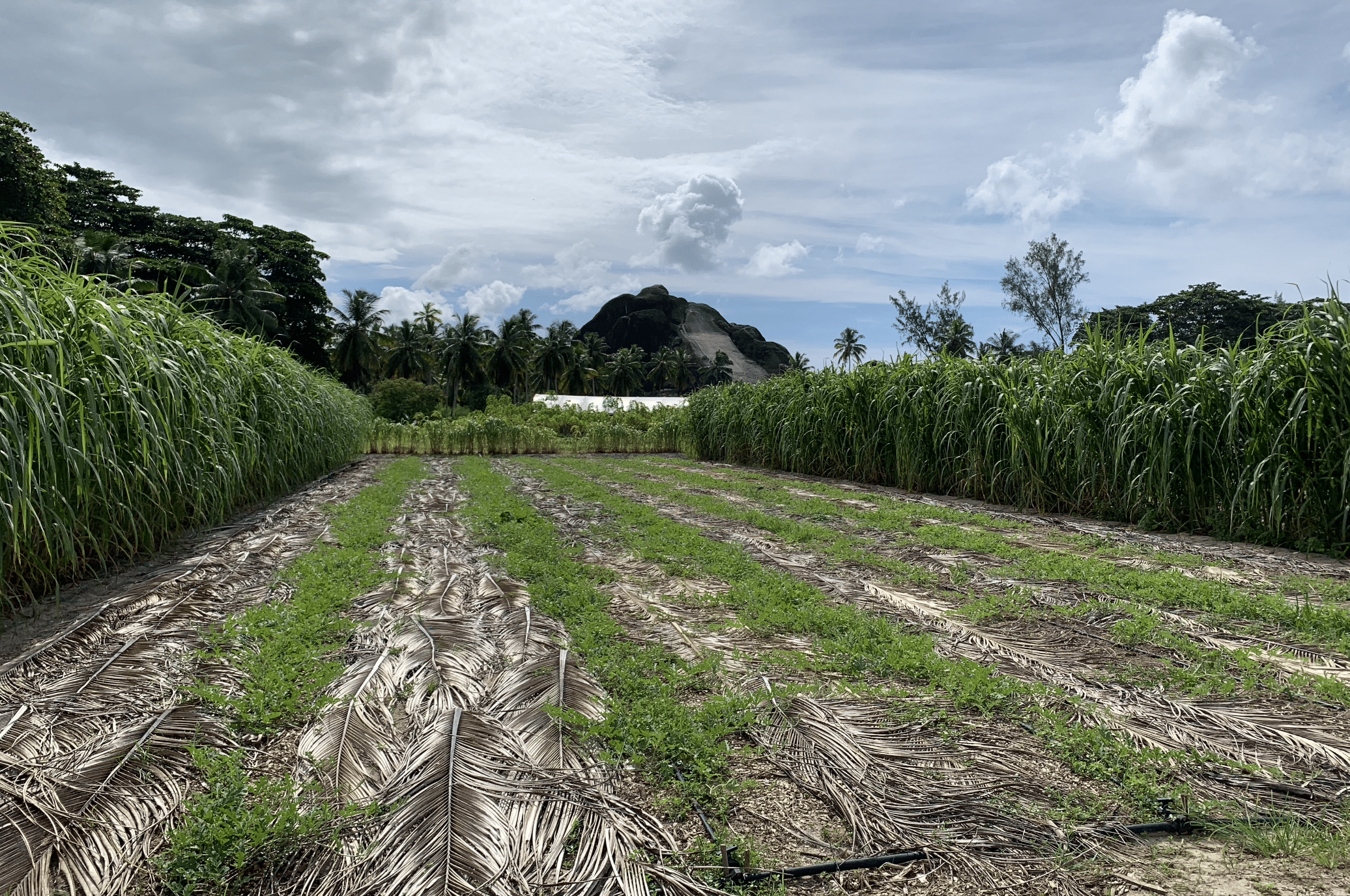 plantation de canne a sucre au parc de l'union estate