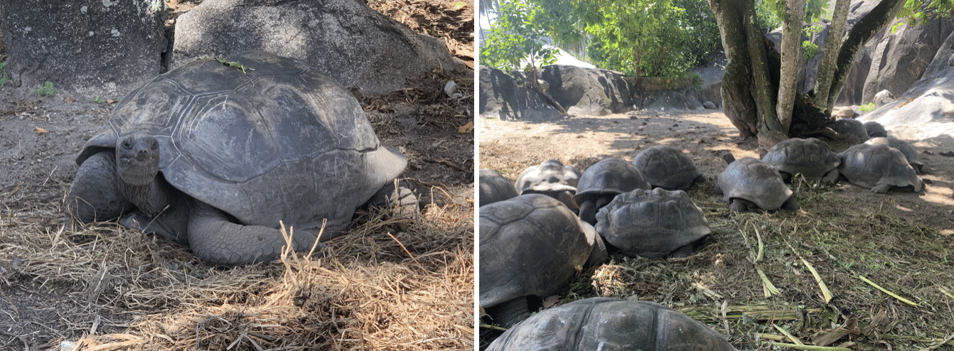 tortues geantes des seychelles