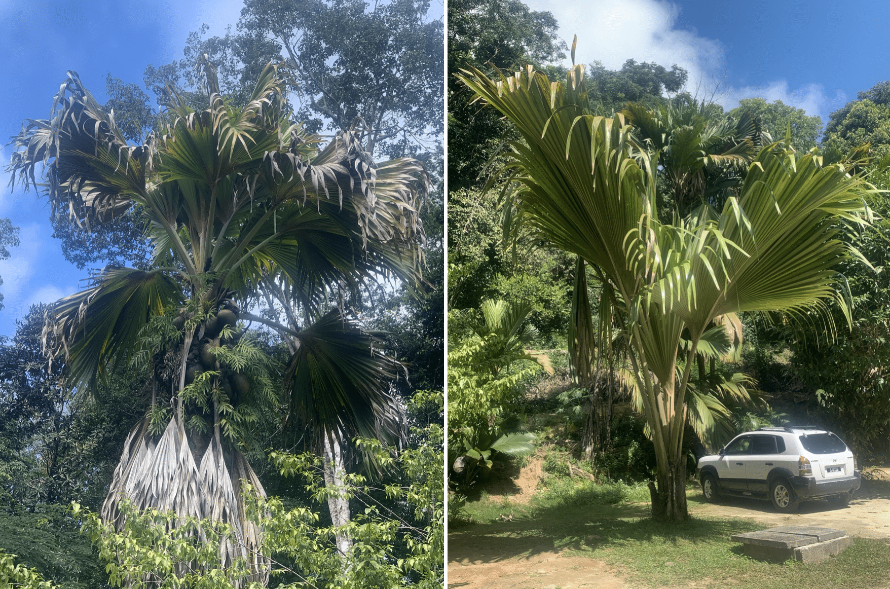 les differents types de palmiers dans la vallee de mai a praslin