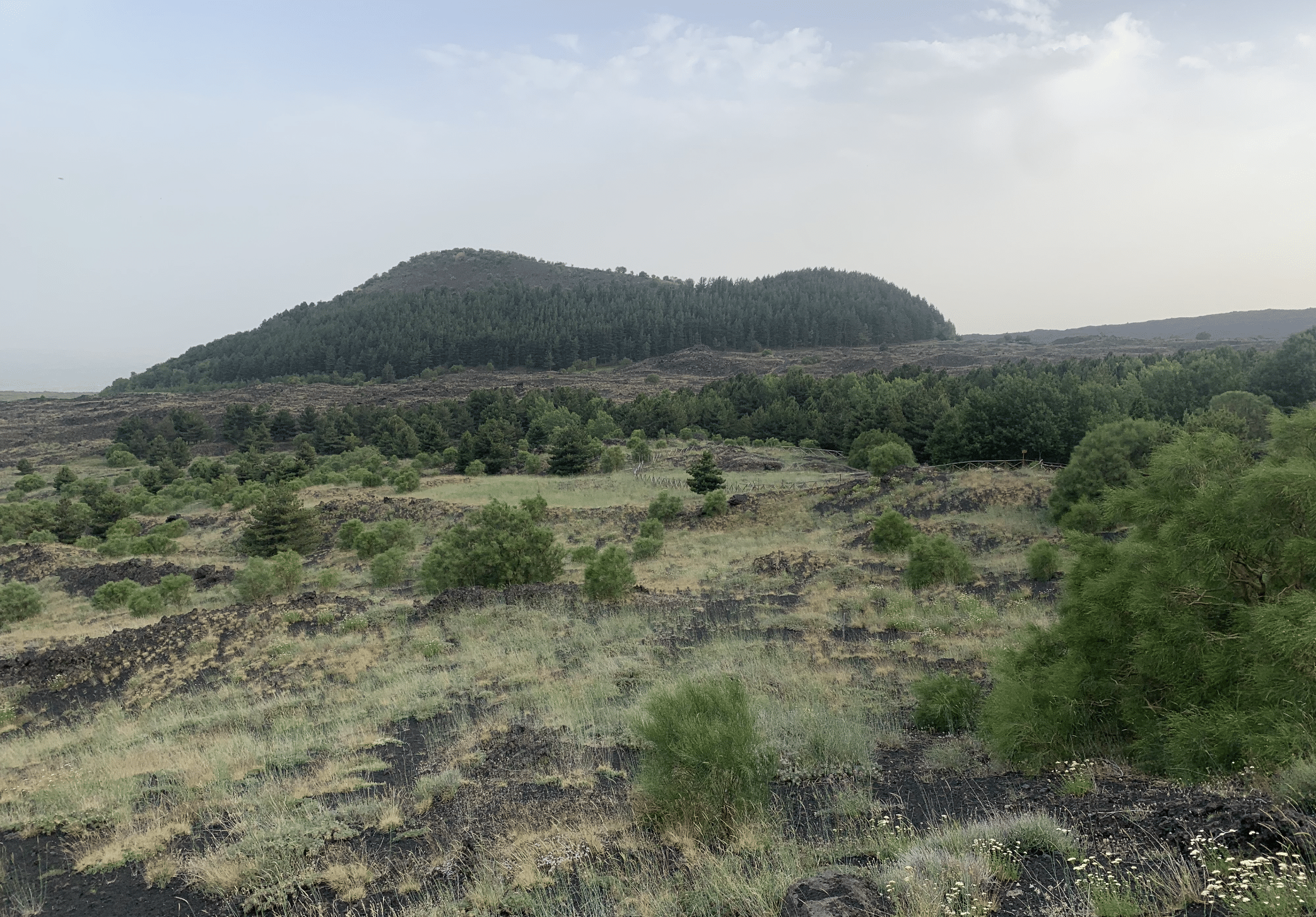 vegetation dans le parc de l'etna