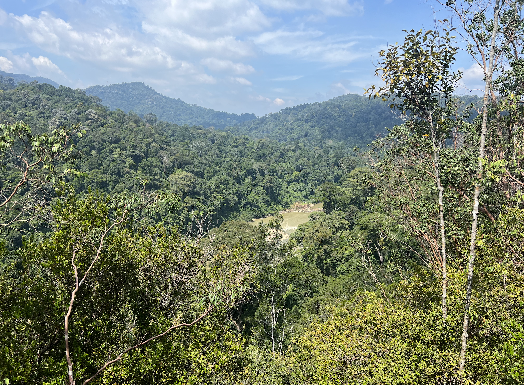 la jungle du taman negara en malaisie