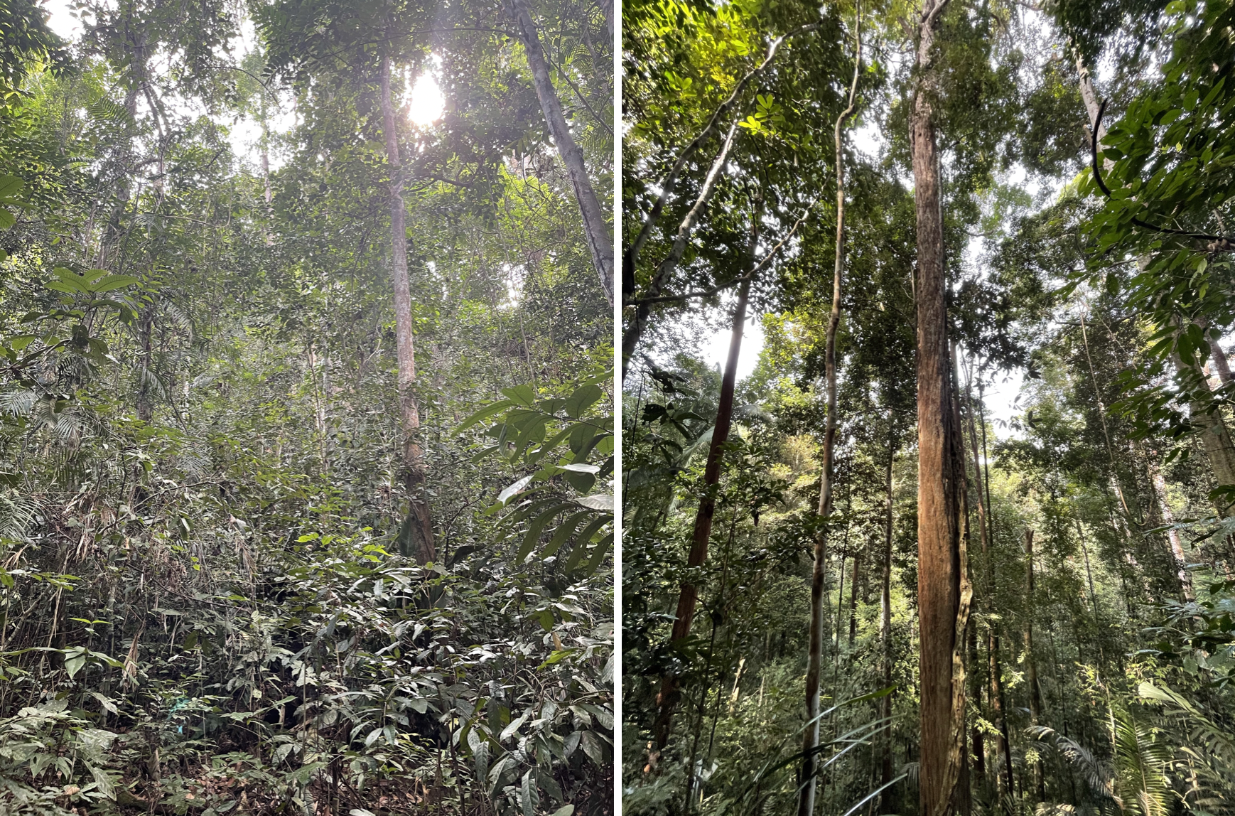plus beaux paysages de malaisie : la jungle du taman negara