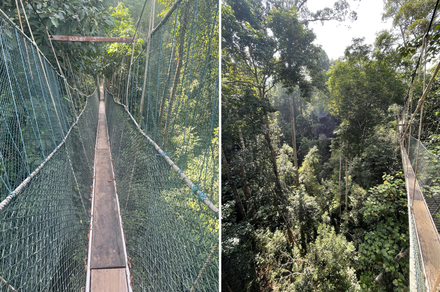 passerelle suspendue dans la jungle du taman negara en malaisie