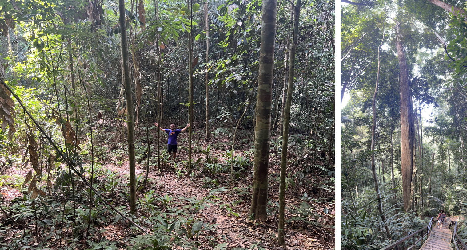 marche dans la jungle du taman negara en malaisie