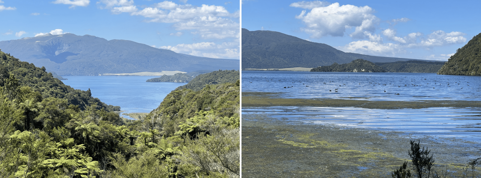 le lac rotomahana et ses cygnes noirs