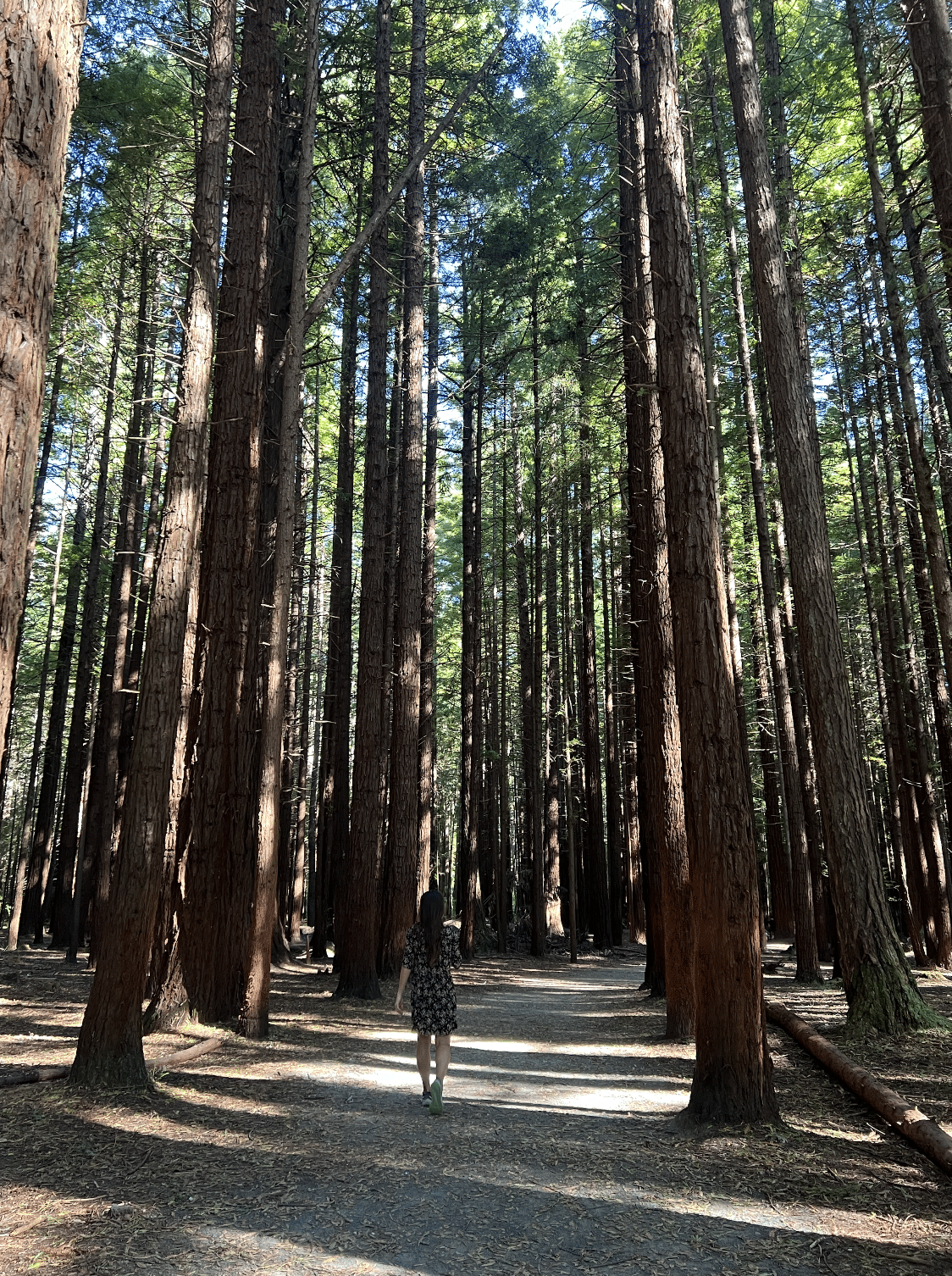 la redwoods whakarewarewa forest a rotorua