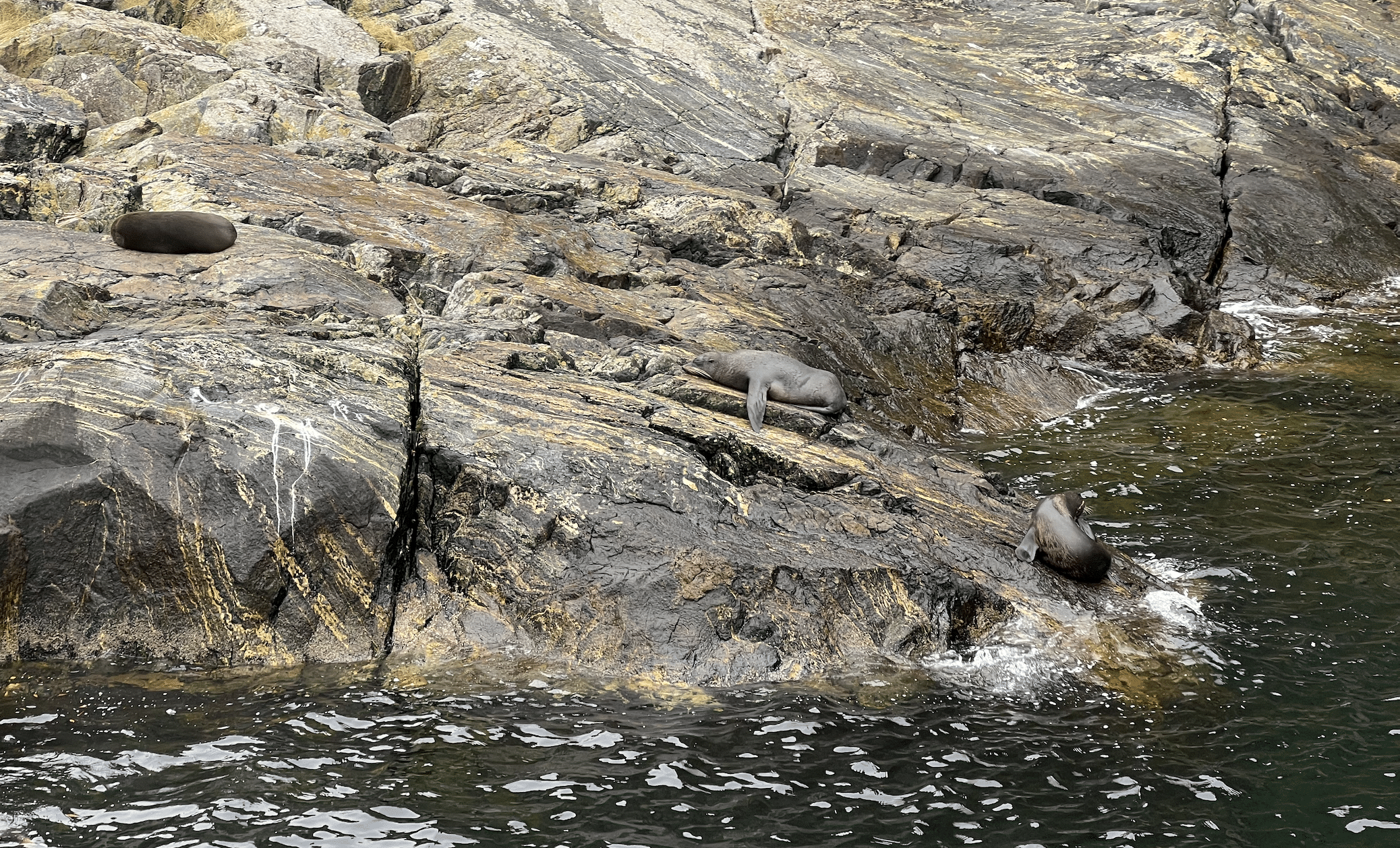 otaries sur le rivage a milford sound en nouvelle zelande