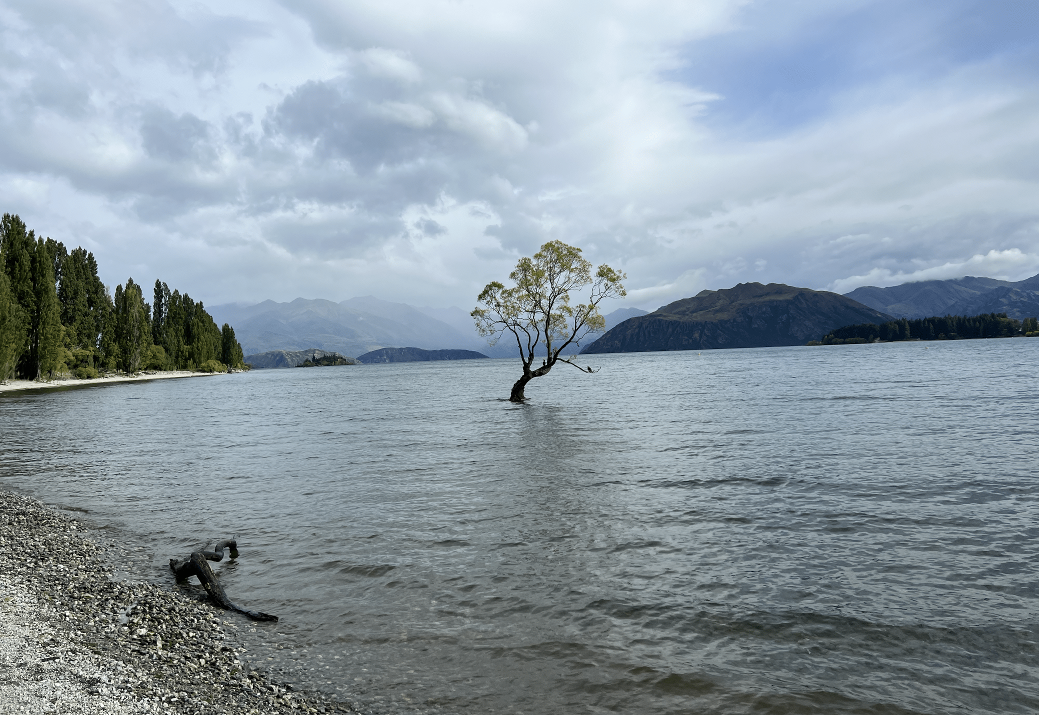 that wanaka tree