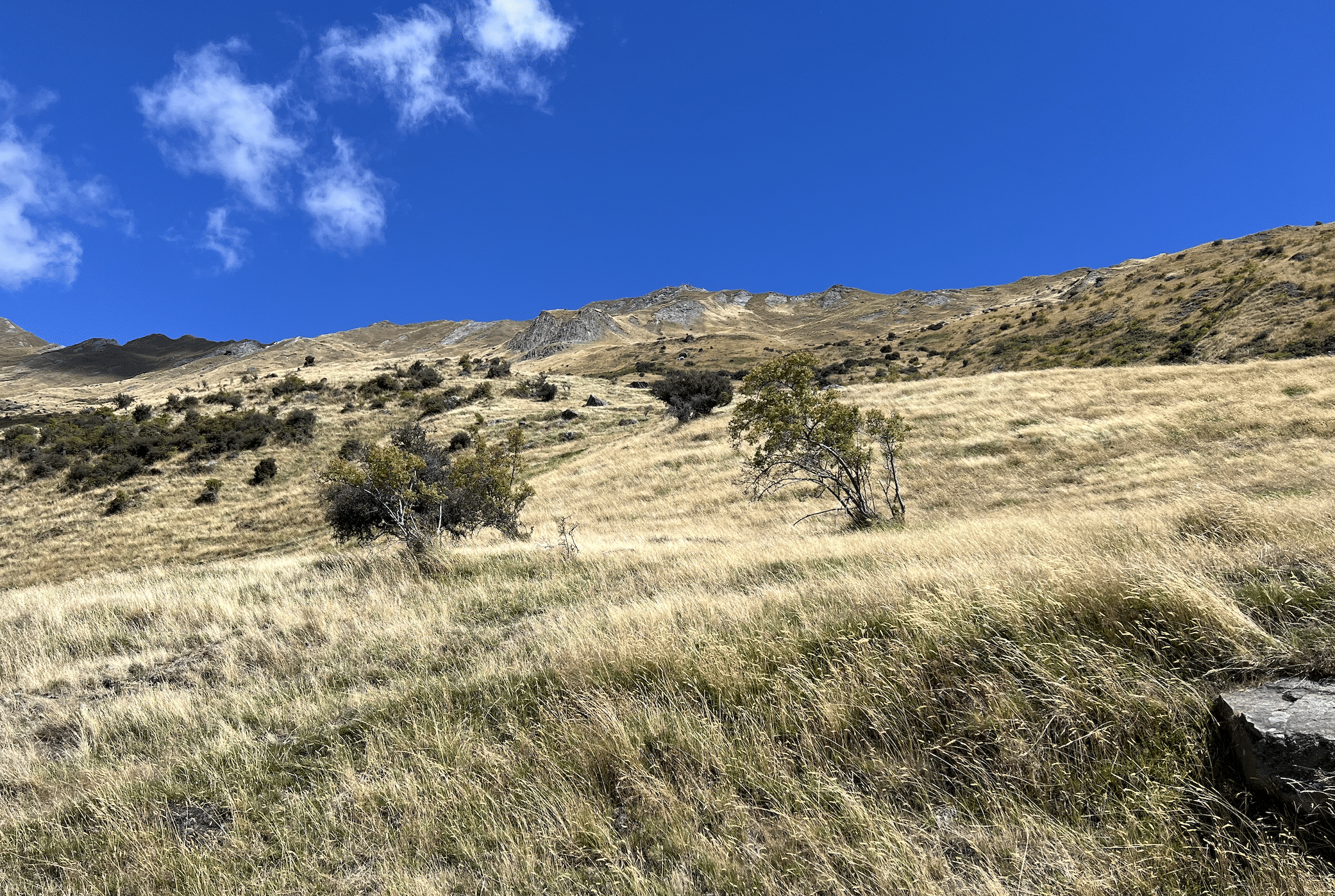 que faire lors d un circuit en nouvelle zelande : la randonnee du roys peak