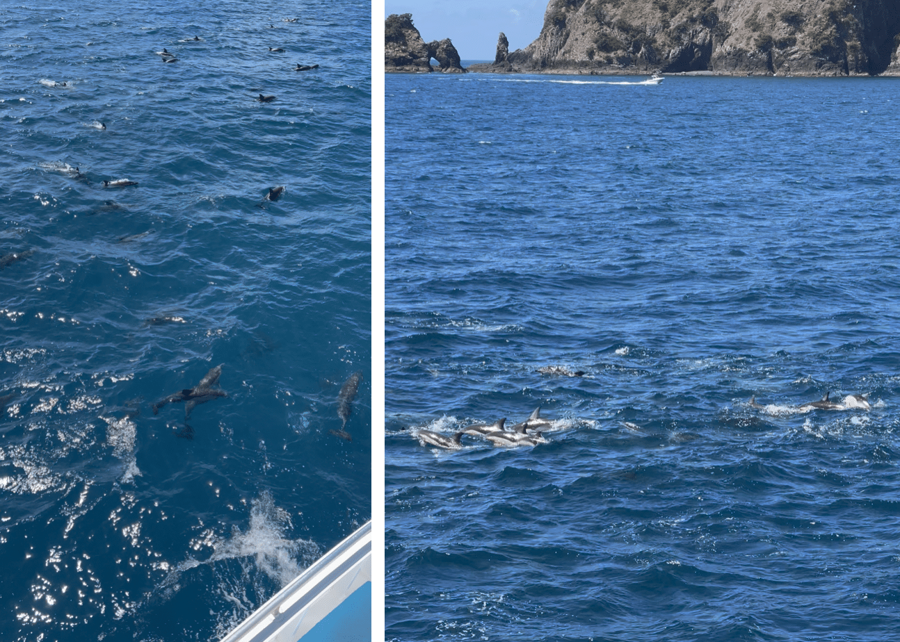 banc de dauphins a la baie des iles en nouvelle zelande