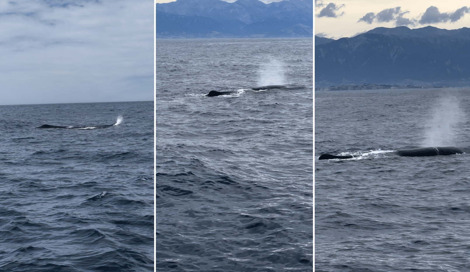 des cachalots a kaikoura en nouvelle zelande