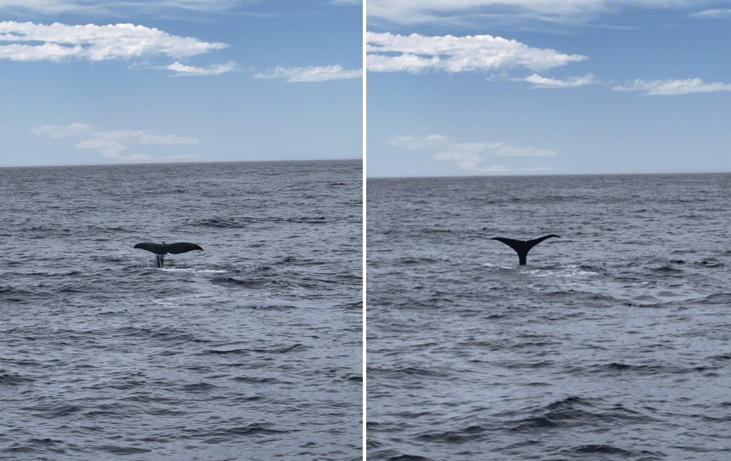 des baleines a kaikoura en nouvelle zelande