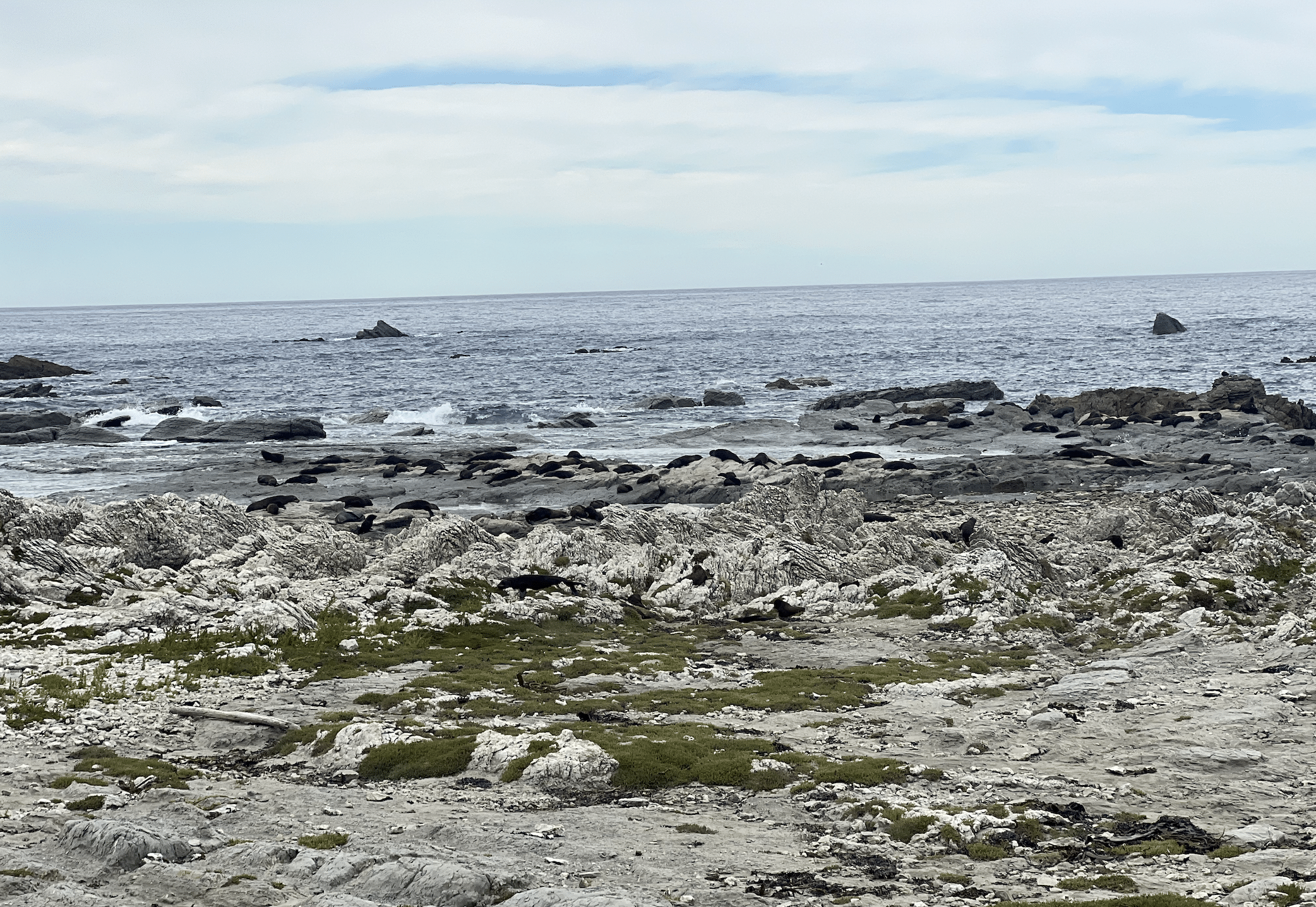 des phoques a kaikoura en nouvelle zelande